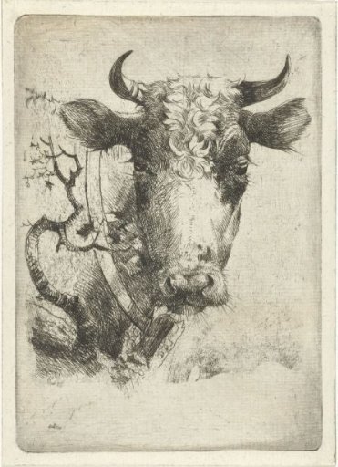 Head of a cow with a collar