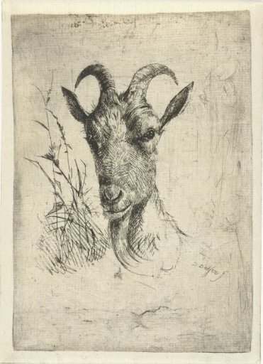 Head of a goat