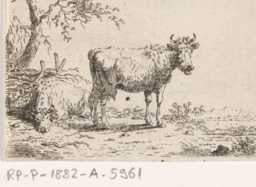 Standing and lying cow