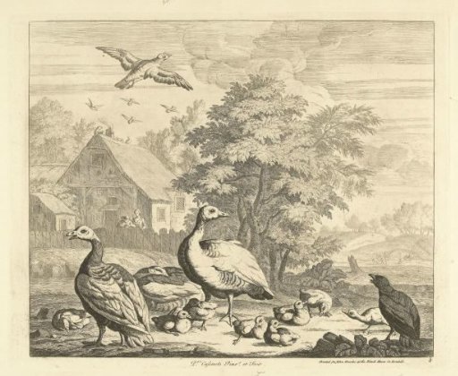Geese with Goslings by a Stream