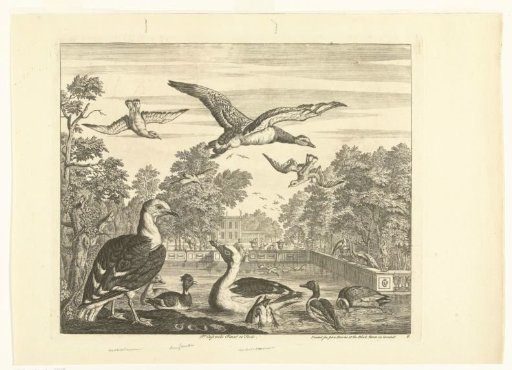 Gulls and Ducks in a Bird Pond