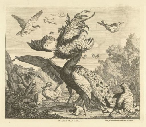 Rooster Attacks a Peacock