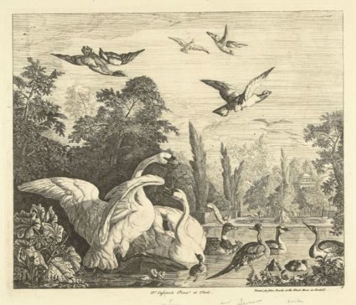 Swans and Ducks in a Bird Pond