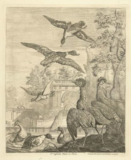 Ducks and Herons by a Bird Pond