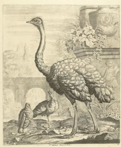 Ostrich and Turkeys in a Garden with Antique Ruins