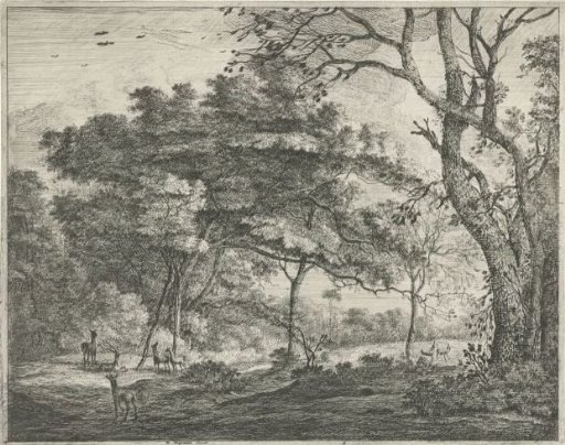 Deer in the Hague Forest