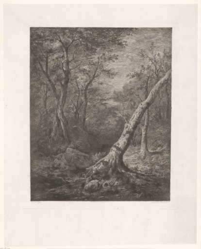Forest landscape