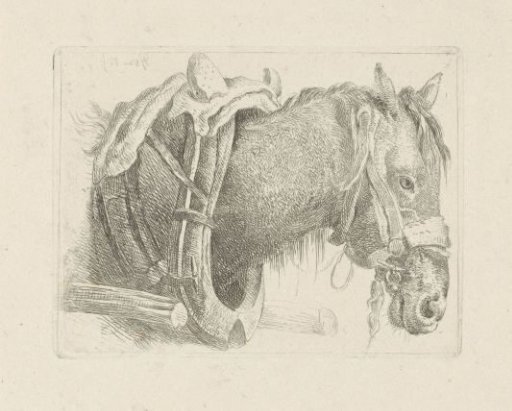 Study of a horse's head