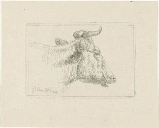 Head of a cow