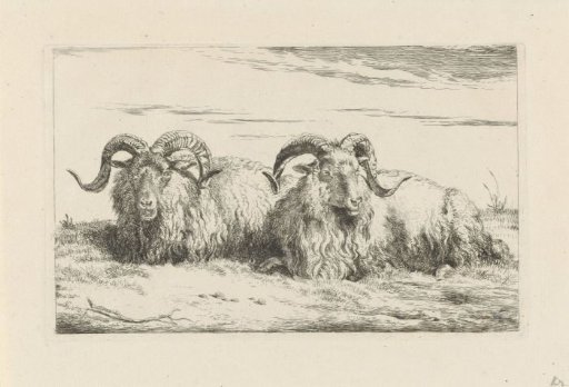 Two reclining rams