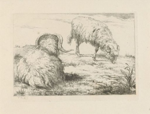 Two rams in the meadow