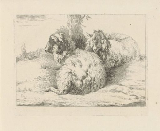 Reclining sheep