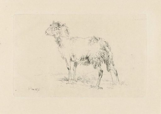Urinating sheep