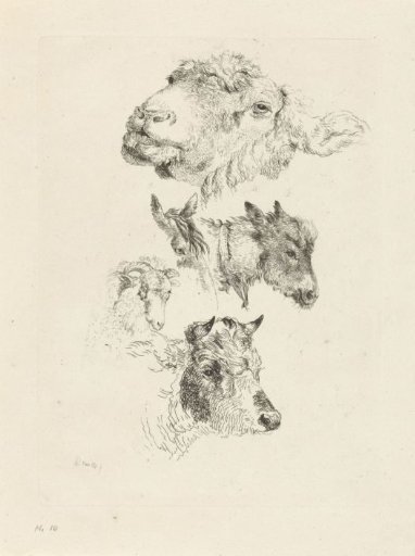 Study sheet with sheep-, horse-, donkey-, ram- and bull heads