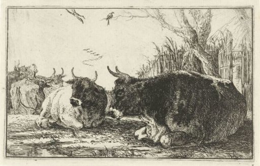 Resting cows