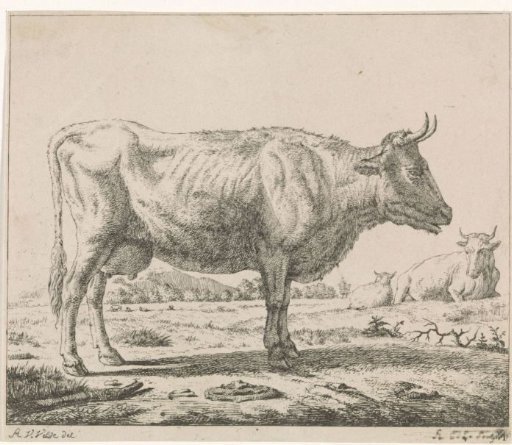 Standing Cow
