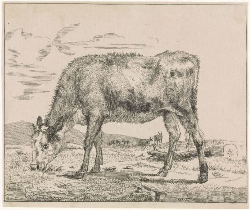 Grazing Calf