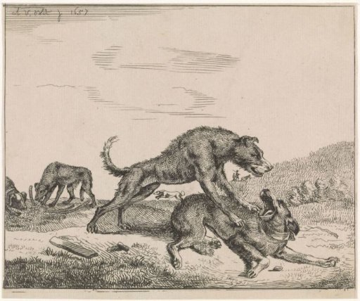 Fighting Dogs