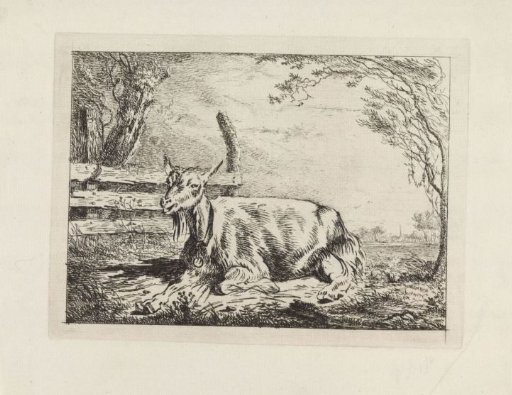 Recumbent goat by a fence