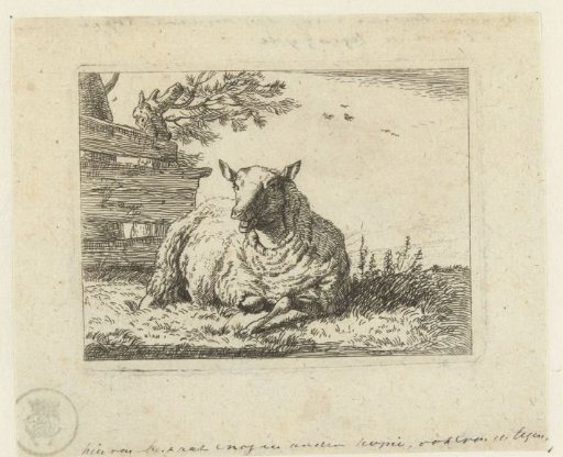Sheep near a fence
