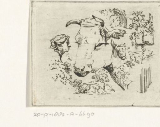 Study sheet with a cow's head