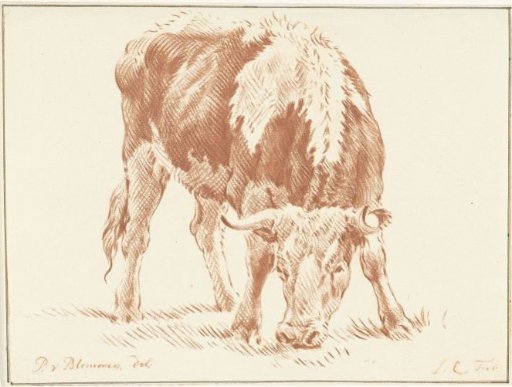 Grazing ox