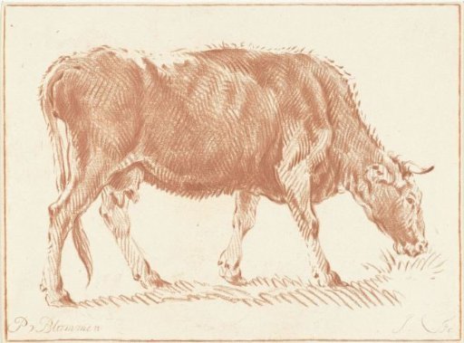 Grazing cow