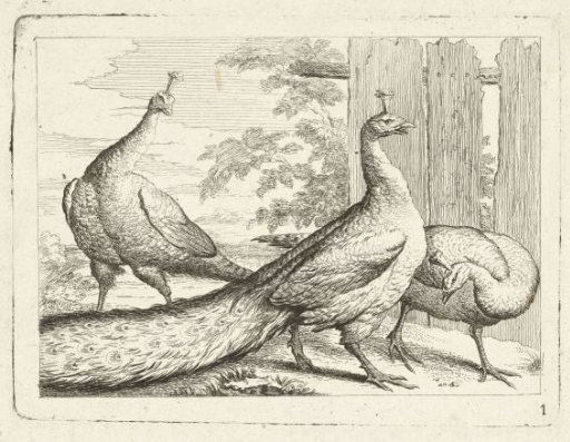 Three Peacocks