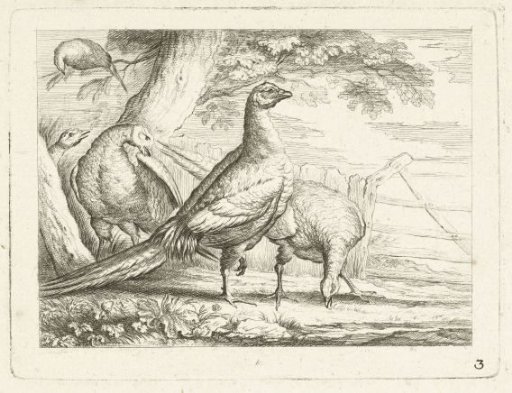 Pecking Hens