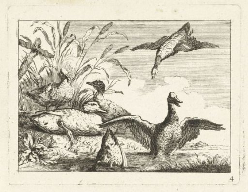 Ducks by a Pool