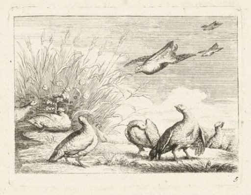 Partridges