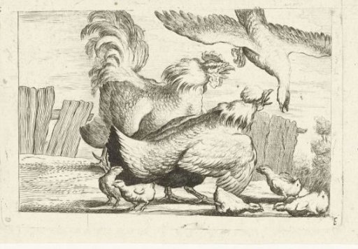 Falcon Attacking a Group of Hens with Chicks