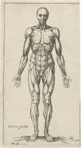 Muscles in the male body