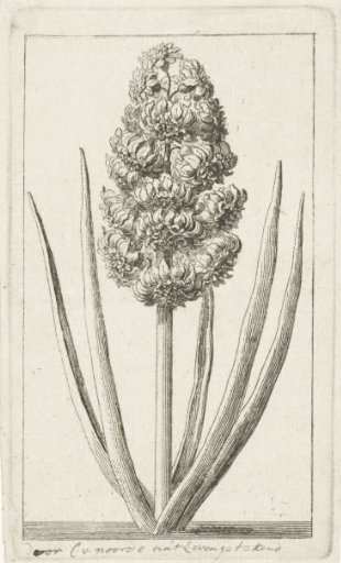 Hyacinth
