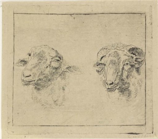 Head of a ram and head of a sheep