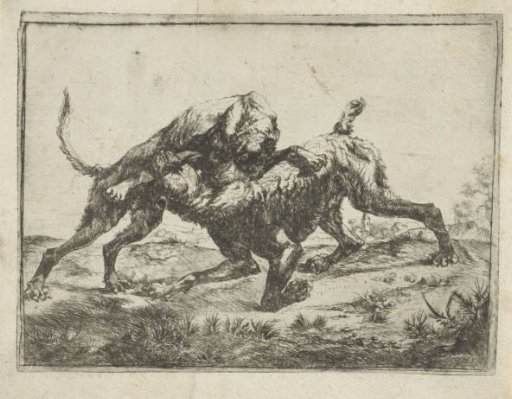Fighting Dogs