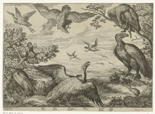 Various birds and a monkey