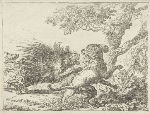 Porcupine Attacked by Dogs
