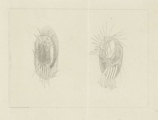 Two Infusoria