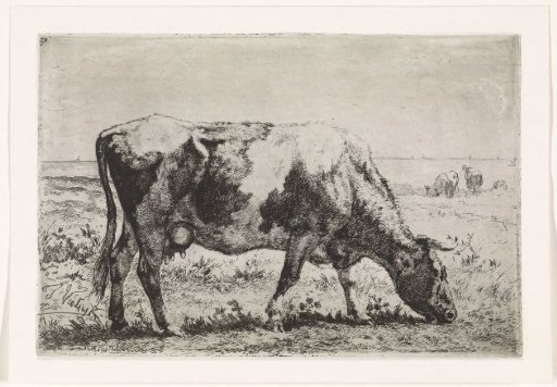 Grazing cow