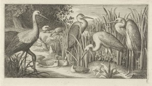Storks and ducks by a pond