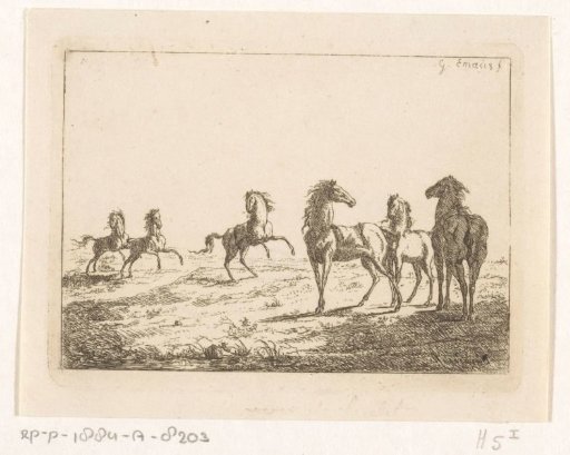 Herd of wild horses