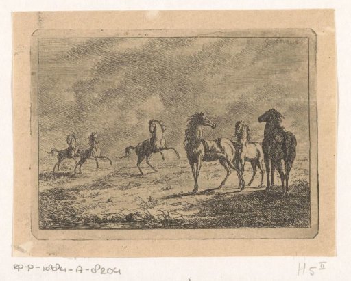 Herd of wild horses