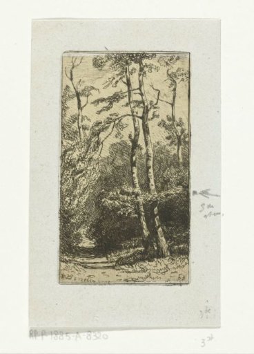 Landscape with birch trees
