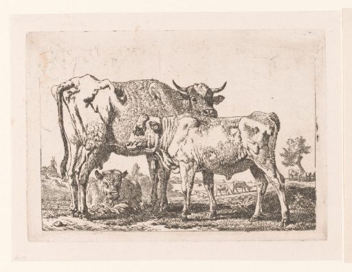 Cows and a calf with a bell around its neck