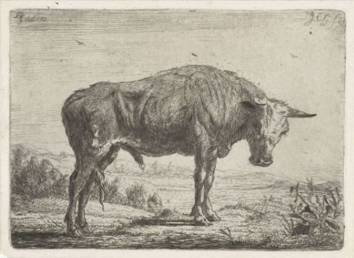 Standing bull