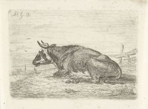 Recumbent cow
