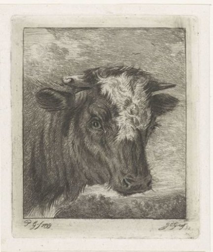 Head of a cow with a white collar