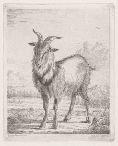 Standing goat