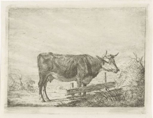 Cow, standing by a fence